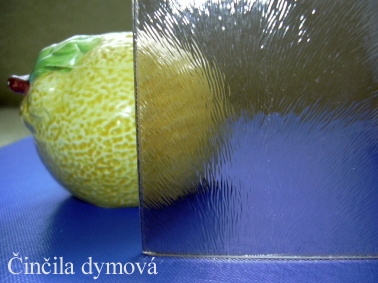 činčila dymová